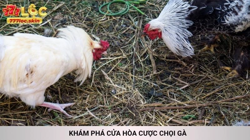 Khám phá cửa Hòa cược chọi gà