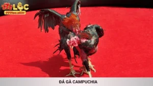 Đá Gà Campuchia