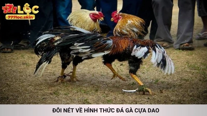 Đá gà cựa dao 777loc - Xem trực tiếp các trận máu lửa 2 Đôi nét về hình thức đá gà cựa dao