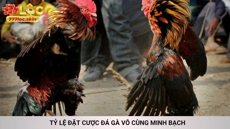 Đá gà cựa dao 777loc - Xem trực tiếp các trận máu lửa 3 Tỷ lệ đặt cược đá gà vô cùng minh bạch