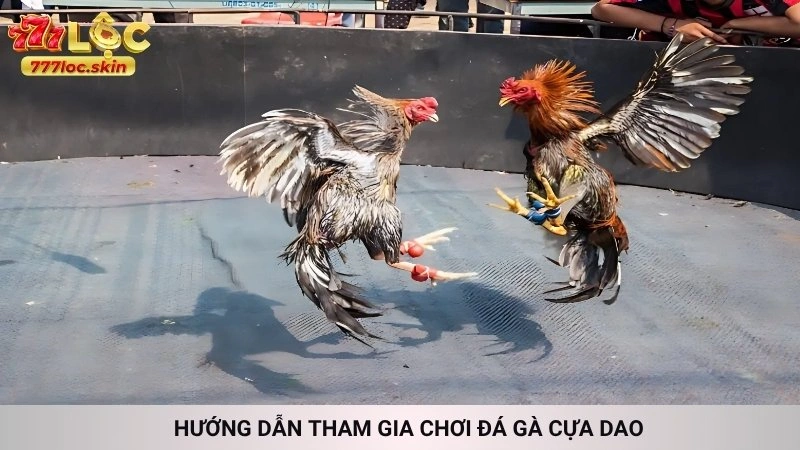Đá gà cựa dao 777loc - Xem trực tiếp các trận máu lửa 4 Hướng dẫn tham gia chơi đá gà cựa dao